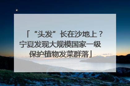“头发”长在沙地上？宁夏发现大规模国家一级保护植物发菜群落