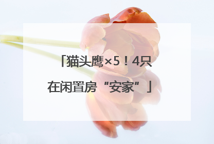 猫头鹰×5！4只在闲置房“安家”