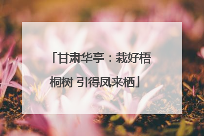 甘肃华亭：栽好梧桐树 引得凤来栖