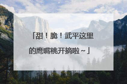 甜！脆！武平这里的鹰嘴桃开摘啦～