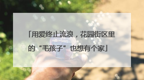 用爱终止流浪，花园街区里的“毛孩子”也想有个家