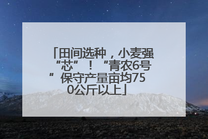 田间选种，小麦强“芯”！“青农6号”保守产量亩均750公斤以上