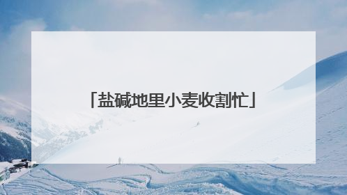 盐碱地里小麦收割忙