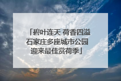 碧叶连天 荷香四溢 石家庄多座城市公园迎来最佳赏荷季