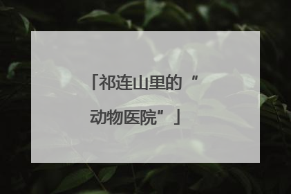祁连山里的“动物医院”