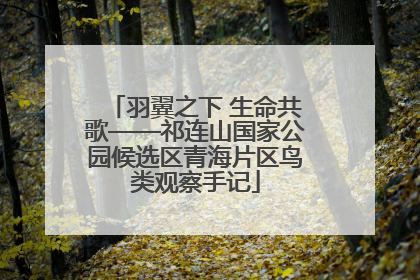 羽翼之下 生命共歌——祁连山国家公园候选区青海片区鸟类观察手记