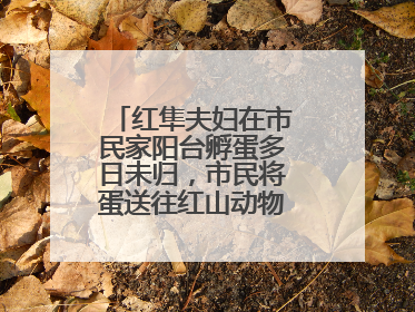 红隼夫妇在市民家阳台孵蛋多日未归，市民将蛋送往红山动物园“抢救”
