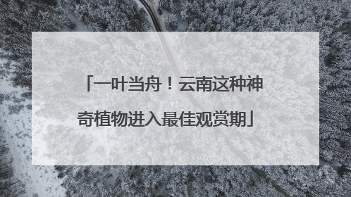 一叶当舟！云南这种神奇植物进入最佳观赏期