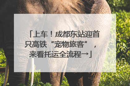 上车！成都东站迎首只高铁“宠物旅客”，来看托运全流程→