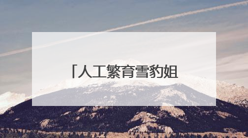 人工繁育雪豹姐妹花“水墨”“油画”六岁啦