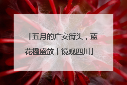 五月的广安街头，蓝花楹盛放丨镜观四川