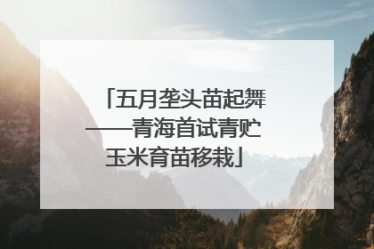 五月垄头苗起舞——青海首试青贮玉米育苗移栽