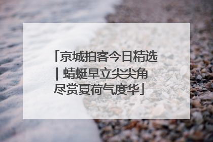 京城拍客今日精选｜蜻蜓早立尖尖角 尽赏夏荷气度华