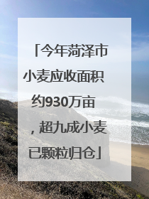 今年菏泽市小麦应收面积约930万亩，超九成小麦已颗粒归仓