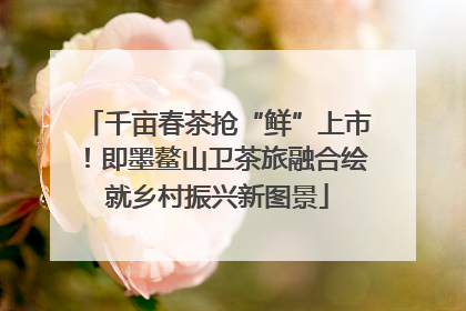 千亩春茶抢“鲜”上市！即墨鳌山卫茶旅融合绘就乡村振兴新图景