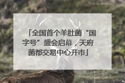 全国首个羊肚菌“国字号”盛会启幕，天府菌都交易中心开市