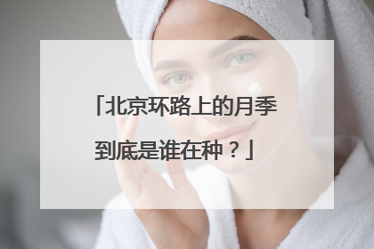 北京环路上的月季到底是谁在种？