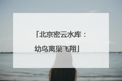 北京密云水库：幼鸟离巢飞翔