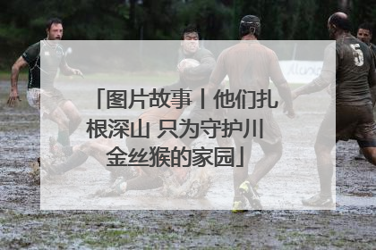 图片故事丨他们扎根深山 只为守护川金丝猴的家园