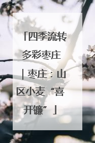 四季流转 多彩枣庄｜枣庄：山区小麦“喜开镰”