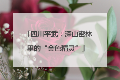 四川平武：深山密林里的“金色精灵”