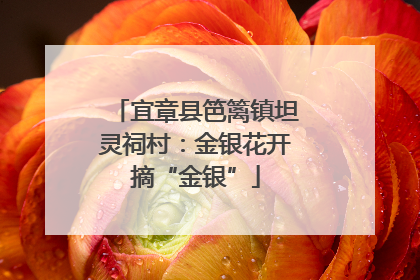 宜章县笆篱镇坦灵祠村：金银花开摘“金银”