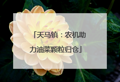 天马镇：农机助力油菜颗粒归仓
