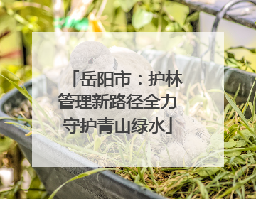岳阳市：护林管理新路径全力守护青山绿水