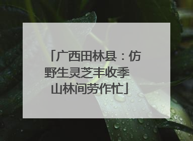 广西田林县：仿野生灵芝丰收季 山林间劳作忙