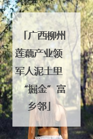 广西柳州莲藕产业领军人泥土里“掘金”富乡邻