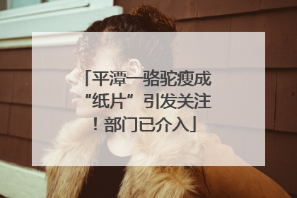 平潭一骆驼瘦成“纸片”引发关注！部门已介入
