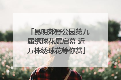 昆明郊野公园第九届绣球花展启幕 近万株绣球花等你赏