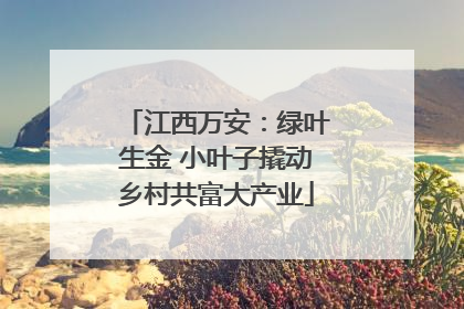 江西万安：绿叶生金 小叶子撬动乡村共富大产业