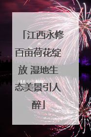 江西永修百亩荷花绽放 湿地生态美景引人醉