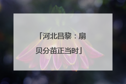 河北昌黎：扇贝分苗正当时