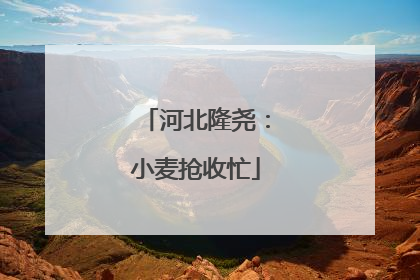 河北隆尧：小麦抢收忙