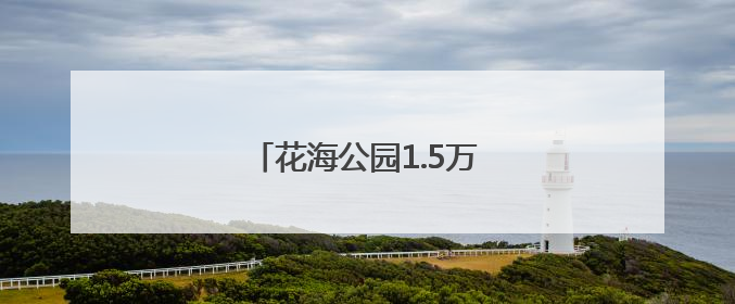 花海公园1.5万平方米醉蝶花盛放
