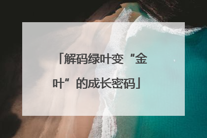 解码绿叶变“金叶”的成长密码