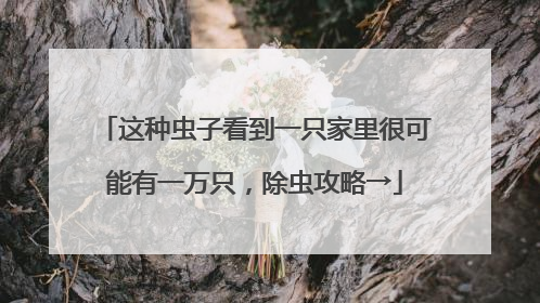 这种虫子看到一只家里很可能有一万只，除虫攻略→