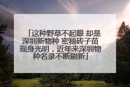 这种野草不起眼 却是深圳新物种 密穗砖子苗现身光明，近年来深圳物种名录不断刷新
