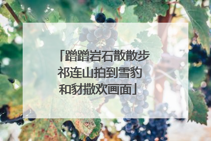 蹭蹭岩石散散步 祁连山拍到雪豹和豺撒欢画面