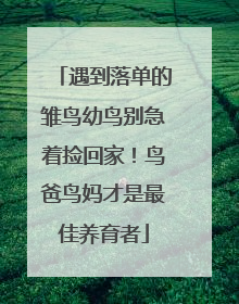 遇到落单的雏鸟幼鸟别急着捡回家！鸟爸鸟妈才是最佳养育者
