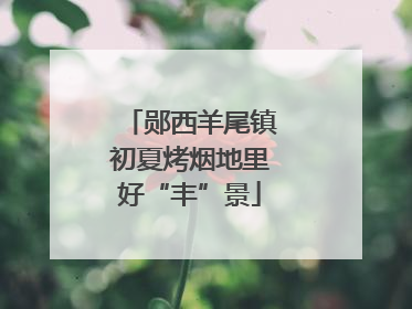 郧西羊尾镇初夏烤烟地里好“丰”景