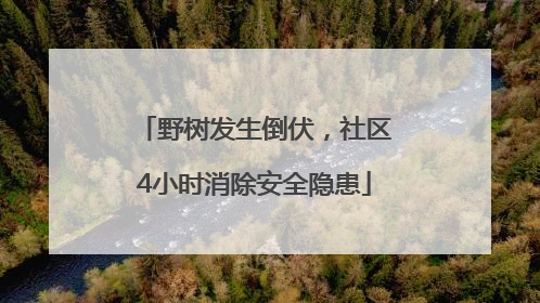 野树发生倒伏，社区4小时消除安全隐患