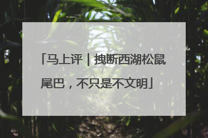 马上评｜拽断西湖松鼠尾巴，不只是不文明
