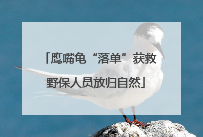 鹰嘴龟“落单”获救 野保人员放归自然