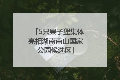 5只果子狸集体亮相湖南南山国家公园候选区